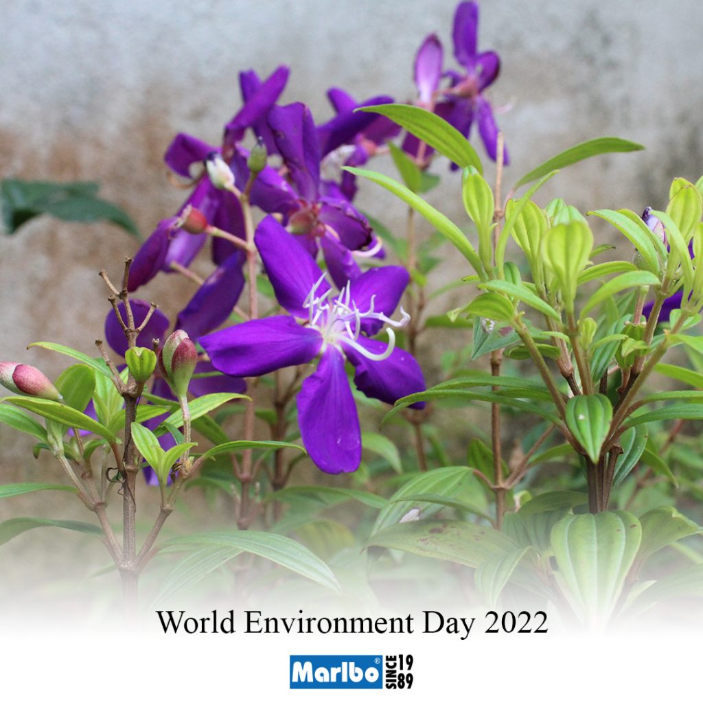 World’s Environment Day